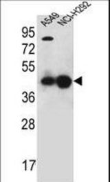 PURA Antibody western blot of A549,NCI-H292 cell line lysates (35 ug/lane). The PURA antibody detected the PURA protein (arrow).