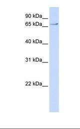 Hela cell lysate. Antibody concentration: 1.0 ug/ml. Gel concentration: 12%.