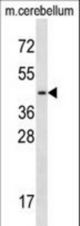 TCF7L2 Antibody western blot of mouse cerebellum tissue lysates (35 ug/lane). The TCF7L2 antibody detected the TCF7L2 protein (arrow).
