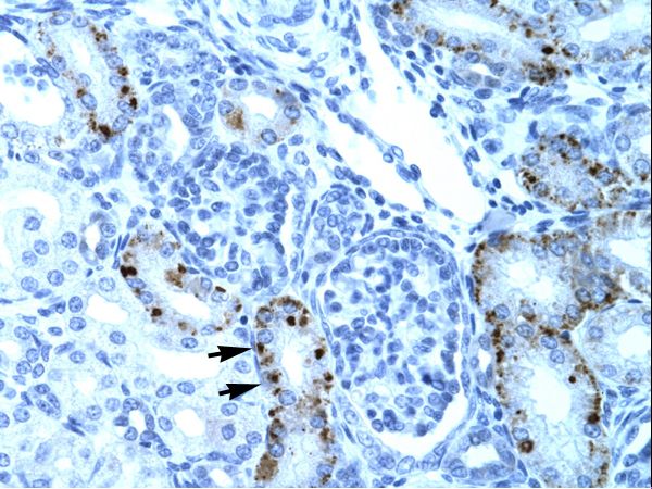 TCFL5 antibody LS-C29670 was used in IHC to stain formalin-fixed, paraffin-embedded human kidney.