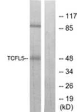 Western blot of extracts from RAW264.7 cells, using TCFL5 Antibody. The lane on the right is treated with the synthesized peptide.