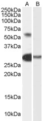 Antibody (0.3 ug/ml) staining of Human Testis lysate (35 ug protein in RIPA buffer) with (B) and without (A) blocking with the immunizing peptide. Primary incubation was 1 hour. Detected by chemiluminescence.