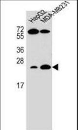 RHOJ Antibody western blot of HepG2,MDA-MB231 cell line lysates (35 ug/lane). The RHOJ antibody detected the RHOJ protein (arrow).