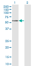 Western blot of TCN1 expression in transfected 293T cell line by TCN1 monoclonal antibody (M12), clone 3F10.