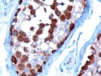TCP1 antibody (10 ug/ml) staining of paraffin embedded Human Testis. Microwaved antigen retrieval with Tris/EDTA buffer pH9, HRP-staining.