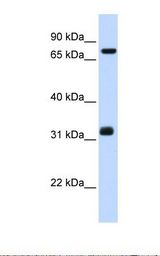 Hela cell lysate. Antibody concentration: 1.0 ug/ml. Gel concentration: 12%.