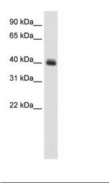 Sp2/0 Cell Lysate