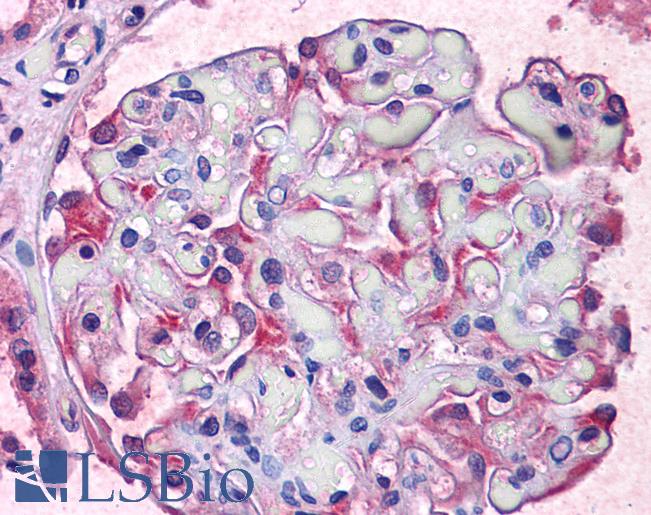 Anti-TCTN2 antibody IHC of human kidney. Immunohistochemistry of formalin-fixed, paraffin-embedded tissue after heat-induced antigen retrieval. Antibody LS-B5305 concentration 5 ug/ml.