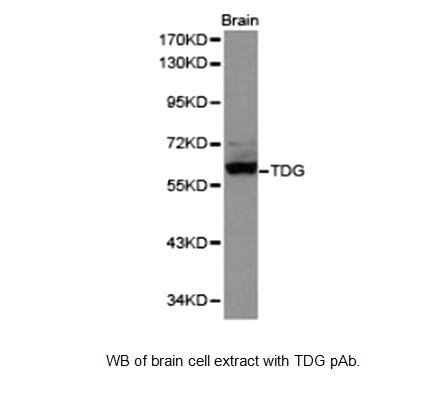 Western blot of TDG / Thymine DNA Glycosylase antibody LS-X223194.
