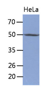 Western Blot: The cell lysates of HeLa (30 ug) were resolved by SDS-PAGE, transferred to PVDF membrane and probed with anti-human TDG antibody (1:250). Proteins were visualized using a goat anti-mouse secondary antibody conjugated to HRP and an ECL detection system.