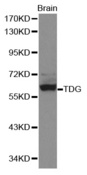 Western blot analysis of brain cell lysate using TDG antibody.