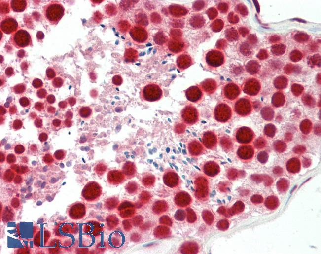 Anti-TDP-43 / TARDBP antibody IHC staining of human testis. Immunohistochemistry of formalin-fixed, paraffin-embedded tissue after heat-induced antigen retrieval.