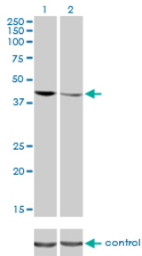 Western blot of TARDBP over-expressed 293 cell line, cotransfected with TARDBP Validated Chimera RNAi (Lane 2) or non-transfected control (Lane 1). Blot probed with TARDBP monoclonal antibody clone 2E2-D3. GAPDH ( 36.1 kD ) used as specificity and loading control.