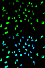 Immunofluorescence analysis of HeLa cell using TARDBP antibody. Blue: DAPI for nuclear staining.