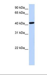 Fetal liver lysate. Antibody concentration: 1.0 ug/ml. Gel concentration: 12%.