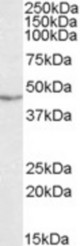 Antibody (0.3 ug/ml) staining of Jurkat lysate (35 ug protein in RIPA buffer). Primary incubation was 1 hour. Detected by chemiluminescence