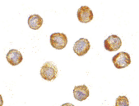 Immunocytochemistry of TDP43 in HeLa cells with TDP43 antibody at 5 ug/ml.
