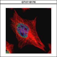 Confocal immunofluorescence analysis (Olympus FV10i) of paraformaldehyde-fixed HeLa, using EAPII antibody (Green) at 1:500 dilution. Alpha-tubulin filaments were labeled with alpha-tubulin antibody (Red) at 1:2000.