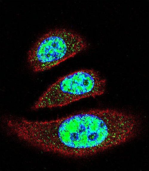 Confocal immunofluorescent of EAPII Antibody with A549 cell followed by Alexa Fluor 488-conjugated goat anti-rabbit lgG (green). Actin filaments have been labeled with Alexa Fluor 555 phalloidin (red). DAPI was used to stain the cell nuclear (blue).