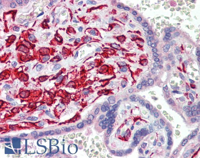 Anti-TEAD1 antibody IHC of human placenta. Immunohistochemistry of formalin-fixed, paraffin-embedded tissue after heat-induced antigen retrieval. Antibody LS-B3534 concentration 5 ug/ml.