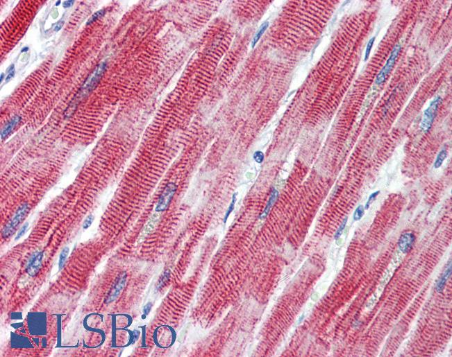 Anti-TEAD1 antibody IHC of human heart. Immunohistochemistry of formalin-fixed, paraffin-embedded tissue after heat-induced antigen retrieval. Antibody LS-B3534 concentration 5 ug/ml.