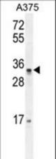 PUSL1 Antibody western blot of A375 cell line lysates (35 ug/lane). The PUSL1 antibody detected the PUSL1 protein (arrow).