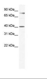 Placenta Lysate