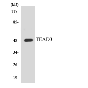 Western blot of the lysates from HUVEC cells using TEAD3 antibody.