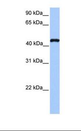 Hela cell lysate. Antibody concentration: 1.0 ug/ml. Gel concentration: 12%.