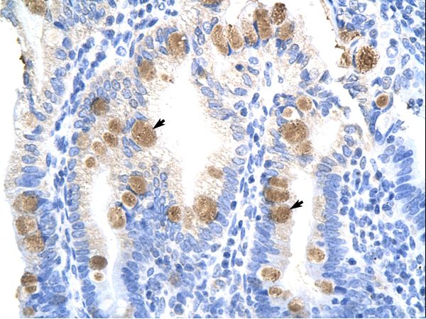 TEAD3 antibody LS-C30406 was used in IHC to stain formalin-fixed, paraffin-embedded human intestine.