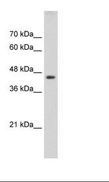 HepG2 Cell Lysate