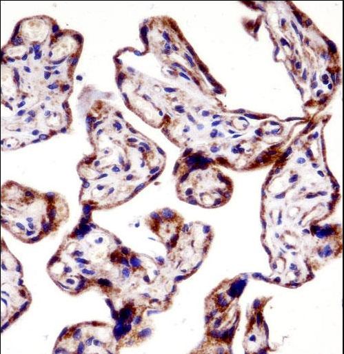 TEAD3 Antibody immunohistochemistry of formalin-fixed and paraffin-embedded human placenta tissue followed by peroxidase-conjugated secondary antibody and DAB staining.