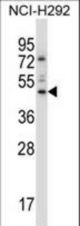 TEAD3 Antibody western blot of NCI-H292 cell line lysates (35 ug/lane). The TEAD3 antibody detected the TEAD3 protein (arrow).