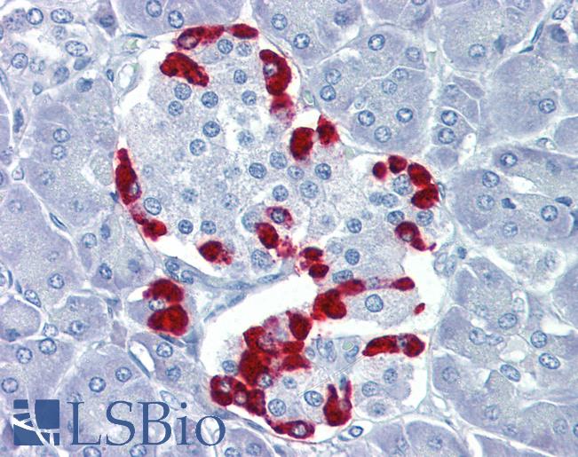 Anti-TEAD4 antibody IHC of human pancreas. Immunohistochemistry of formalin-fixed, paraffin-embedded tissue after heat-induced antigen retrieval. Antibody LS-B3522 concentration 5 ug/ml.