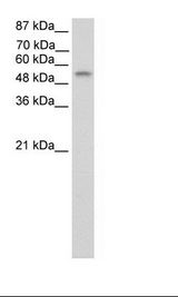 293T Cell Lysate.