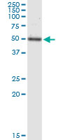 TEAD4 monoclonal antibody (M12), clone 1D10. Western blot of TEAD4 expression in human spleen.