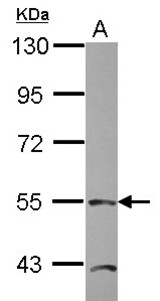 Sample (20 ug of whole cell lysate). A: HepG2 nucleus. 7.5% SDS PAGE. TEAD4 antibody diluted at 1:1000.