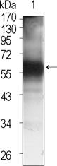 Western blot using TEC mouse monoclonal antibody against TEC (aa90-240)-hIgGFc transfected HEK293 cell lysate (1).