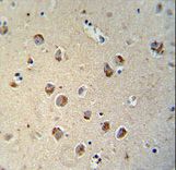 TECTB antibody immunohistochemistry of formalin-fixed and paraffin-embedded human brain tissue followed by peroxidase-conjugated secondary antibody and DAB staining.