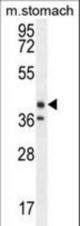 TECTB Antibody western blot of mouse stomach tissue lysates (35 ug/lane). The EKI2 antibody detected the EKI2 protein (arrow).