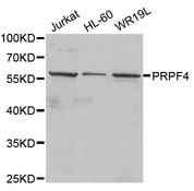 Western blot analysis of extracts of various cell lines, using PRPF4 antibody.
