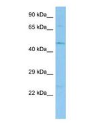 Western blot of Tekt1 Antibody - N-terminal region in Mouse Stomach cells lysate.