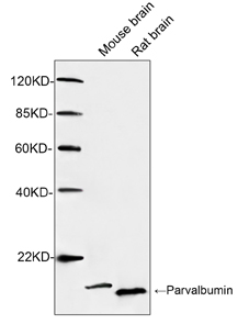 Western blot of tissue lysates using 1 ug/ml Rabbit Anti-Parvalbumin Polyclonal Antibody. The signal was developed with IRDye 800 Conjugated Goat Anti-Rabbit IgG. Predicted Size: 12 kD. Observed Size: 12 kD.