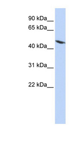 TEKT4 antibody LS-C111423 Western blot of HepG2 cell lysate.