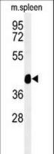 Western blot of TEKT4 Antibody in mouse spleen tissue lysates (35 ug/lane). TEKT4 (arrow) was detected using the purified antibody.