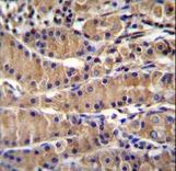 TEKT5 Antibody immunohistochemistry of formalin-fixed and paraffin-embedded human stomach tissue followed by peroxidase-conjugated secondary antibody and DAB staining.