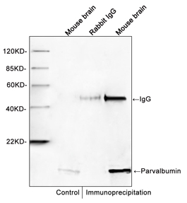 Western blot of immunoprecipitates from mouse brain lysates. Parvalbumin was immunoprecipitated with. Rabbit Anti-Parvalbumin Polyclonal Antibody and specificity was confirmed by immunoprecipitation with rabbit IgG. Western blot was performed using Rabbit Anti-Parvalbumin Polyclonal Antibody.