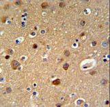 TELO2 Antibody IHC of formalin-fixed and paraffin-embedded brain tissue followed by peroxidase-conjugated secondary antibody and DAB staining.