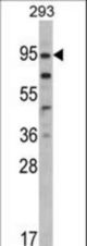 Western blot of CD248 Antibody in 293 cell line lysates (35 ug/lane). CD248 (arrow) was detected using the purified antibody.