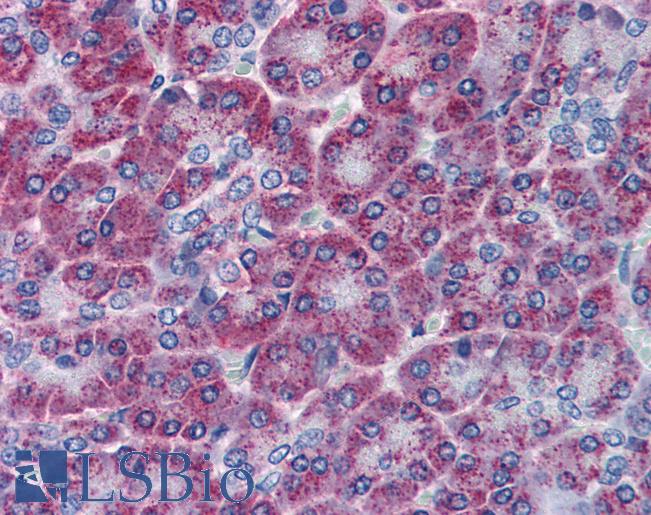 Anti-TEM1 antibody IHC of human pancreas. Immunohistochemistry of formalin-fixed, paraffin-embedded tissue after heat-induced antigen retrieval. Antibody LS-B2712 concentration 5 ug/ml.
